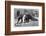 Giant Anteater And Cub, 19th Century-Science Photo Library-Framed Photographic Print