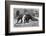 Giant Anteater And Cub, 19th Century-Science Photo Library-Framed Photographic Print