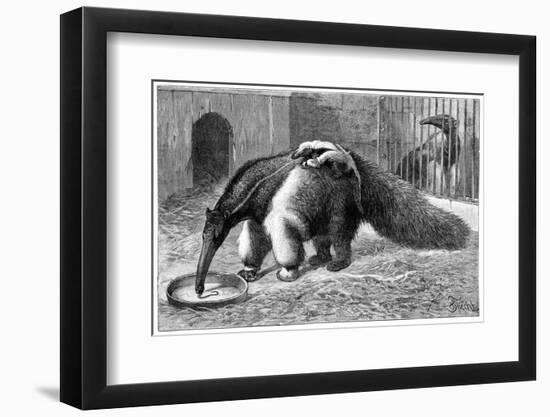 Giant Anteater And Cub, 19th Century-Science Photo Library-Framed Photographic Print