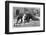 Giant Anteater And Cub, 19th Century-Science Photo Library-Framed Photographic Print