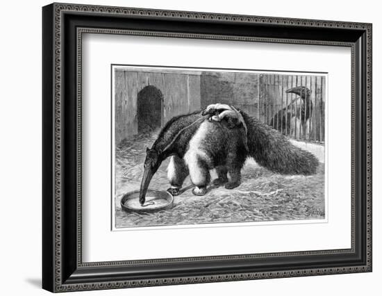 Giant Anteater And Cub, 19th Century-Science Photo Library-Framed Photographic Print