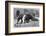 Giant Anteater And Cub, 19th Century-Science Photo Library-Framed Photographic Print