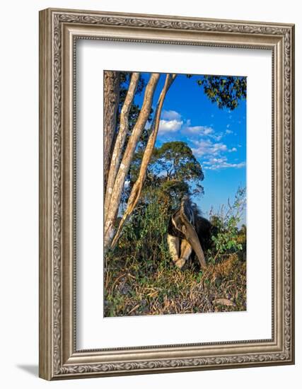 Giant anteater foraging for ant and termite nests, Brazil-Mark Jones-Framed Photographic Print