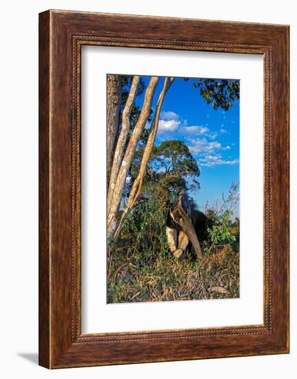 Giant anteater foraging for ant and termite nests, Brazil-Mark Jones-Framed Photographic Print