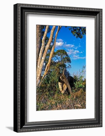 Giant anteater foraging for ant and termite nests, Brazil-Mark Jones-Framed Photographic Print