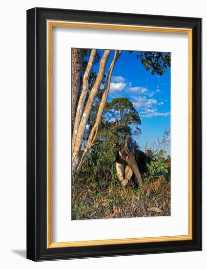 Giant anteater foraging for ant and termite nests, Brazil-Mark Jones-Framed Photographic Print