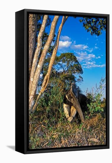 Giant anteater foraging for ant and termite nests, Brazil-Mark Jones-Framed Premier Image Canvas