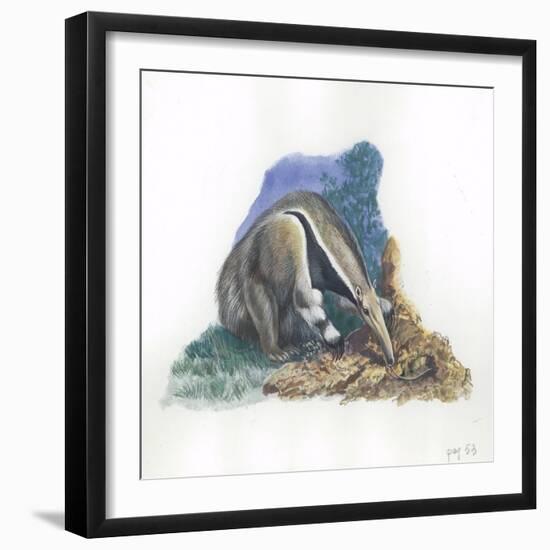 Giant Anteater Myrmecophaga Tridactyla Catching Ants-null-Framed Giclee Print