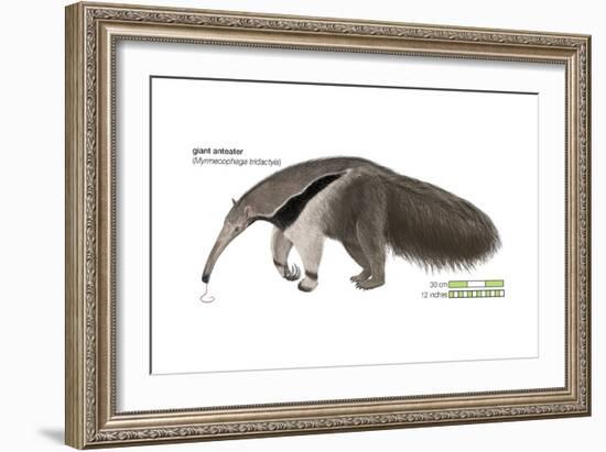 Giant Anteater (Myrmecophaga Tridactyla), Mammals-Encyclopaedia Britannica-Framed Art Print