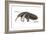 Giant Anteater (Myrmecophaga Tridactyla), Mammals-Encyclopaedia Britannica-Framed Art Print