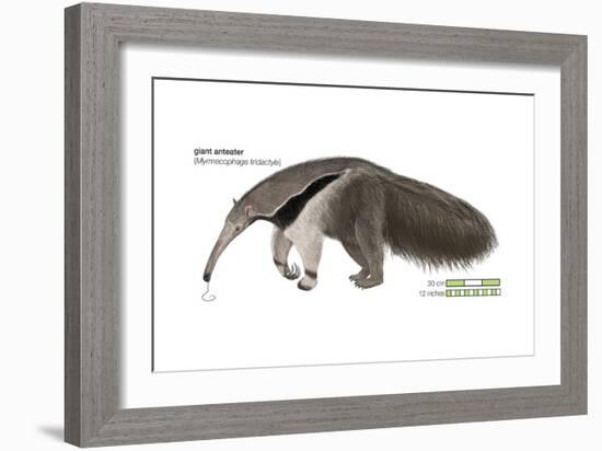 Giant Anteater (Myrmecophaga Tridactyla), Mammals-Encyclopaedia Britannica-Framed Art Print