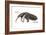 Giant Anteater (Myrmecophaga Tridactyla), Mammals-Encyclopaedia Britannica-Framed Art Print