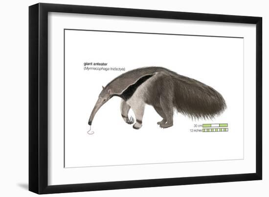Giant Anteater (Myrmecophaga Tridactyla), Mammals-Encyclopaedia Britannica-Framed Art Print