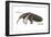 Giant Anteater (Myrmecophaga Tridactyla), Mammals-Encyclopaedia Britannica-Framed Art Print