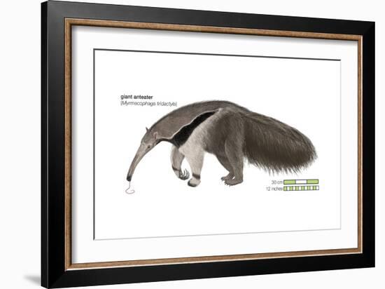 Giant Anteater (Myrmecophaga Tridactyla), Mammals-Encyclopaedia Britannica-Framed Art Print