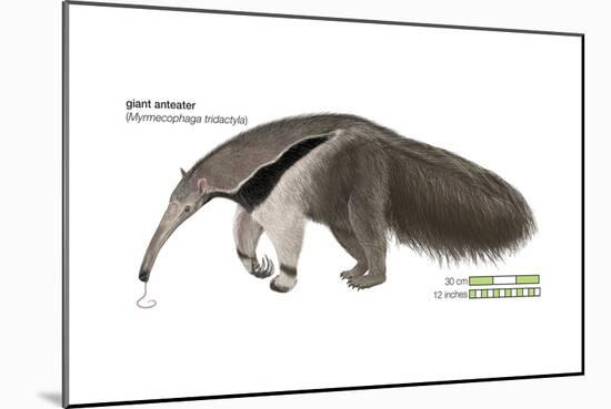 Giant Anteater (Myrmecophaga Tridactyla), Mammals-Encyclopaedia Britannica-Mounted Art Print