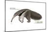 Giant Anteater (Myrmecophaga Tridactyla), Mammals-Encyclopaedia Britannica-Mounted Art Print