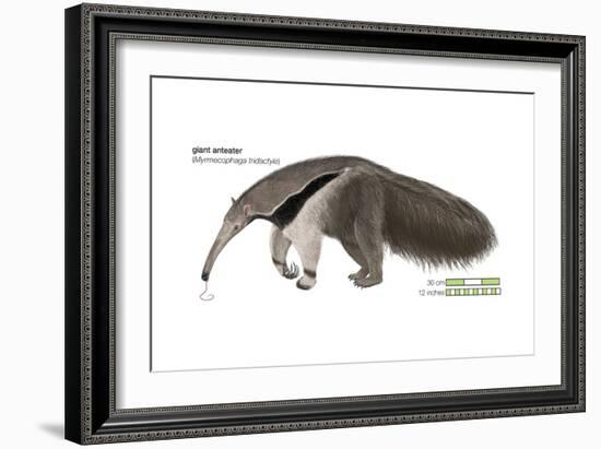 Giant Anteater (Myrmecophaga Tridactyla), Mammals-Encyclopaedia Britannica-Framed Art Print