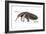 Giant Anteater (Myrmecophaga Tridactyla), Mammals-Encyclopaedia Britannica-Framed Art Print