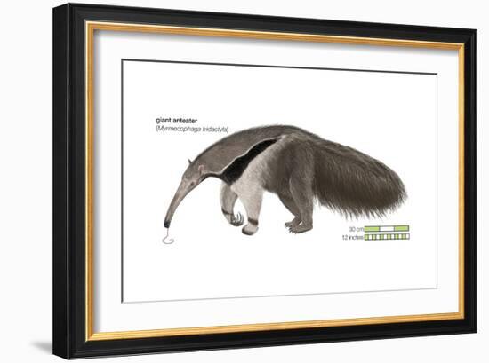 Giant Anteater (Myrmecophaga Tridactyla), Mammals-Encyclopaedia Britannica-Framed Art Print