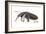 Giant Anteater (Myrmecophaga Tridactyla), Mammals-Encyclopaedia Britannica-Framed Art Print