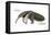 Giant Anteater (Myrmecophaga Tridactyla), Mammals-Encyclopaedia Britannica-Framed Stretched Canvas