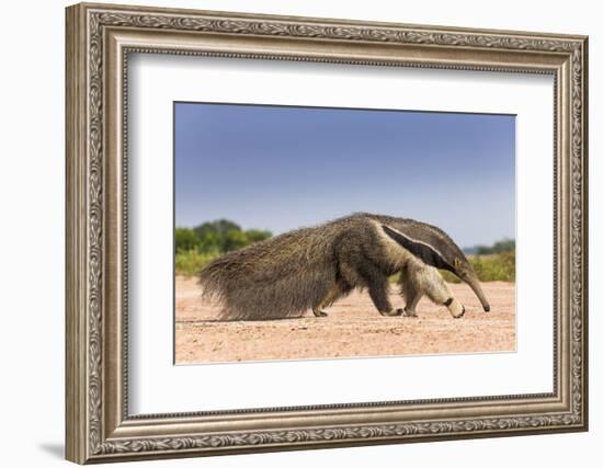 Giant Anteater (Myrmecophaga Tridactyla) Walking In Habitat, Hato El Cedral. Llanos, Venezuela-Christophe Courteau-Framed Photographic Print