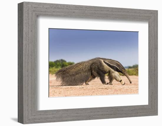 Giant Anteater (Myrmecophaga Tridactyla) Walking In Habitat, Hato El Cedral. Llanos, Venezuela-Christophe Courteau-Framed Photographic Print