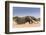 Giant Anteater (Myrmecophaga Tridactyla) Walking In Habitat, Hato El Cedral. Llanos, Venezuela-Christophe Courteau-Framed Photographic Print