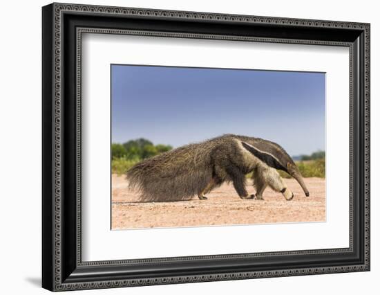 Giant Anteater (Myrmecophaga Tridactyla) Walking In Habitat, Hato El Cedral. Llanos, Venezuela-Christophe Courteau-Framed Photographic Print