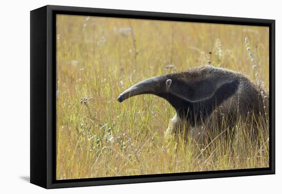 Giant anteater, Serra de Canastra National Park, Brazil-Suzi Eszterhas-Framed Premier Image Canvas