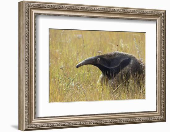 Giant anteater, Serra de Canastra National Park, Brazil-Suzi Eszterhas-Framed Photographic Print