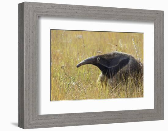 Giant anteater, Serra de Canastra National Park, Brazil-Suzi Eszterhas-Framed Photographic Print