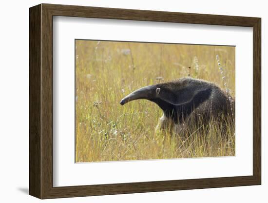 Giant anteater, Serra de Canastra National Park, Brazil-Suzi Eszterhas-Framed Photographic Print