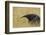 Giant anteater, Serra de Canastra National Park, Brazil-Suzi Eszterhas-Framed Photographic Print