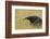 Giant anteater, Serra de Canastra National Park, Brazil-Suzi Eszterhas-Framed Photographic Print