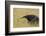 Giant anteater, Serra de Canastra National Park, Brazil-Suzi Eszterhas-Framed Photographic Print