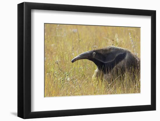 Giant anteater, Serra de Canastra National Park, Brazil-Suzi Eszterhas-Framed Photographic Print