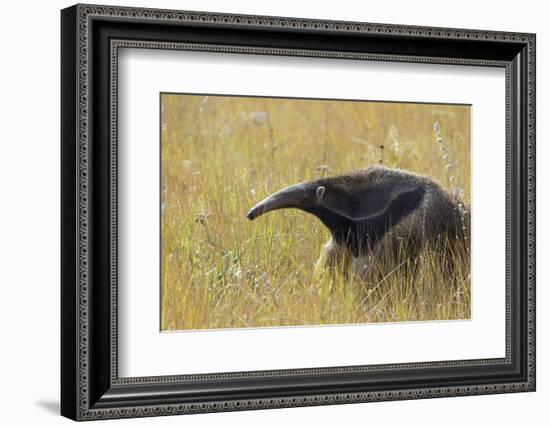 Giant anteater, Serra de Canastra National Park, Brazil-Suzi Eszterhas-Framed Photographic Print