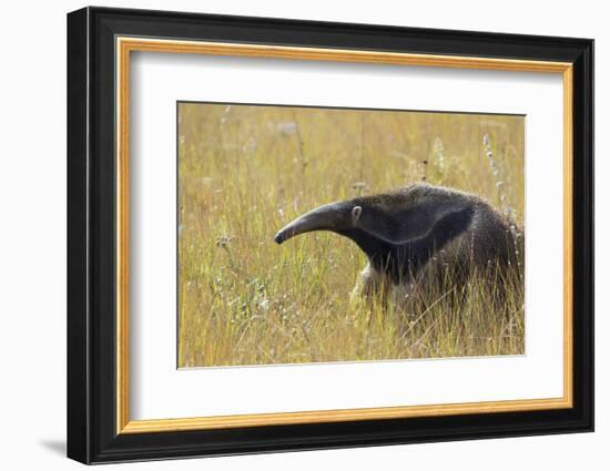 Giant anteater, Serra de Canastra National Park, Brazil-Suzi Eszterhas-Framed Photographic Print