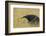 Giant anteater, Serra de Canastra National Park, Brazil-Suzi Eszterhas-Framed Photographic Print