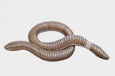 Giant Australian Worm or Giant Gippsland Earthworm (Megascolides Australis)