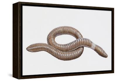 Giant Australian Worm or Giant Gippsland Earthworm (Megascolides  Australis)' Giclee Print