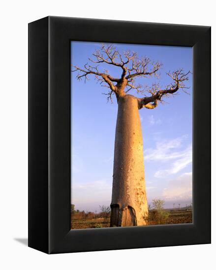 Giant Baobab Tree, Morondava, Madagascar-Pete Oxford-Framed Premier Image Canvas