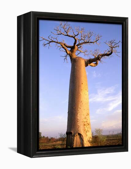 Giant Baobab Tree, Morondava, Madagascar-Pete Oxford-Framed Premier Image Canvas
