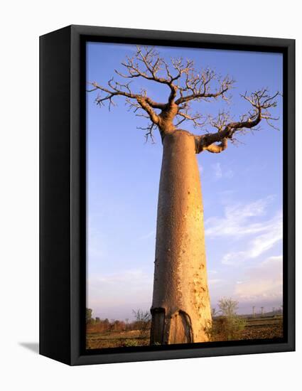 Giant Baobab Tree, Morondava, Madagascar-Pete Oxford-Framed Premier Image Canvas