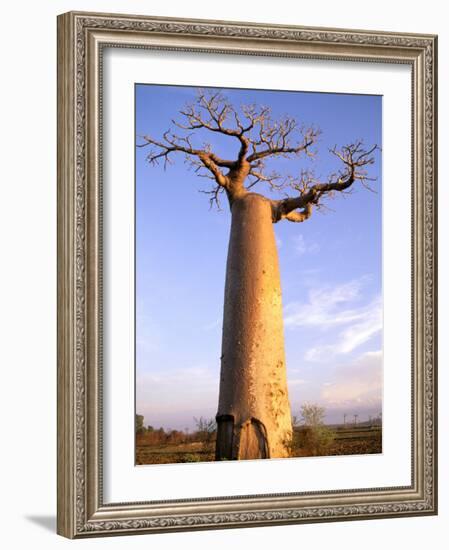 Giant Baobab Tree, Morondava, Madagascar-Pete Oxford-Framed Photographic Print