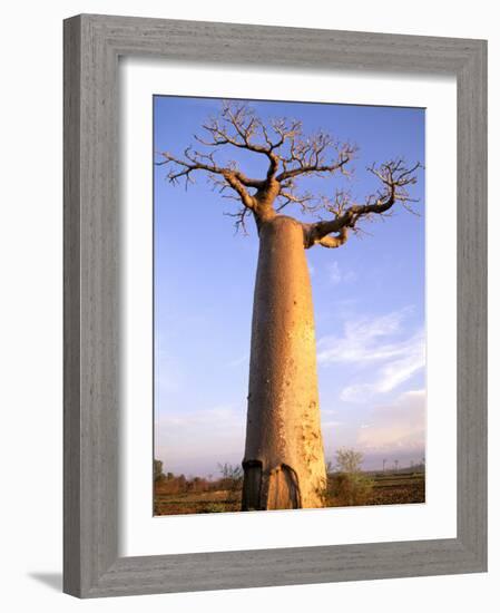 Giant Baobab Tree, Morondava, Madagascar-Pete Oxford-Framed Photographic Print