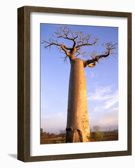 Giant Baobab Tree, Morondava, Madagascar-Pete Oxford-Framed Photographic Print