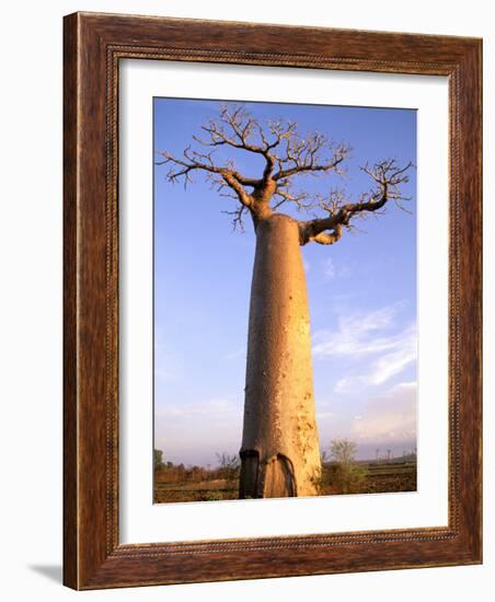 Giant Baobab Tree, Morondava, Madagascar-Pete Oxford-Framed Photographic Print